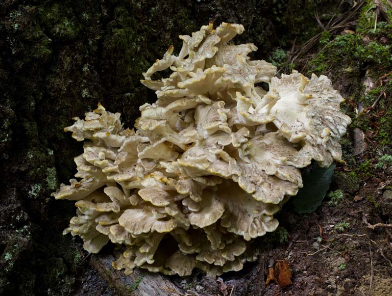 Grifola frondosa